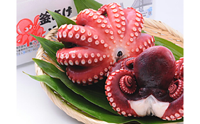 驚きの値段 釜あげ明石だこ 大 1尾 魚貝類 タコ 人気満点 Bigcreekpeopleinaction Org