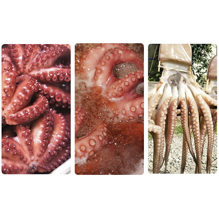 手数料安い 楽天市場 ふるさと納税 明石産煮蛸 湯だこ 干だこ 魚貝類 タコ 加工食品 干物 兵庫県明石市 魅了 Lexusoman Com