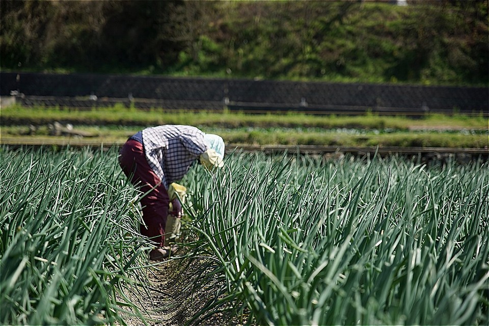 ふるさと納税 うまい玉ねぎできたでー 淡路島たまねぎ味わい尽くし たまねぎ 野菜 きのこ お米食べ比べセット 兵庫県南あわじ市 ふるさと納税 うまい玉ねぎできたでー 淡路島たまねぎ味わい尽くし たまねぎ 野菜 きのこ お米食べ比べセット 兵庫県南あわじ市