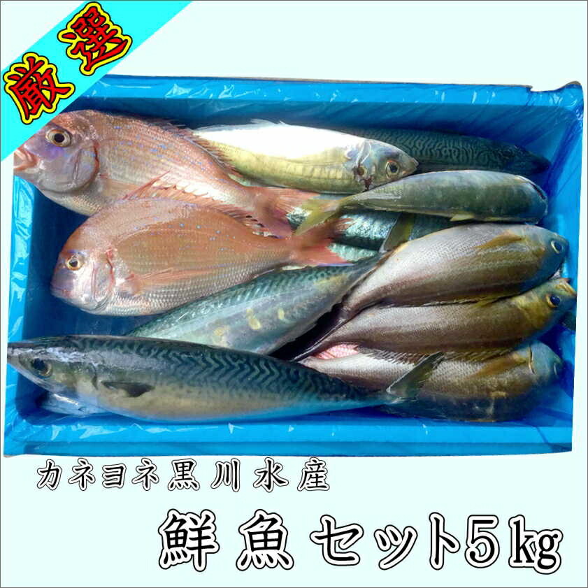 楽天市場 ふるさと納税 御坊産 鮮魚セット5kg 鮮魚 天然 詰め合わせ 朝どれ 冷蔵 新鮮 アジ サバ タチウオ 太刀魚 タイ 漁港 和歌山県産 御坊産 送料無料 配送不可地域 沖縄 北海道 東北 九州 和歌山県御坊市