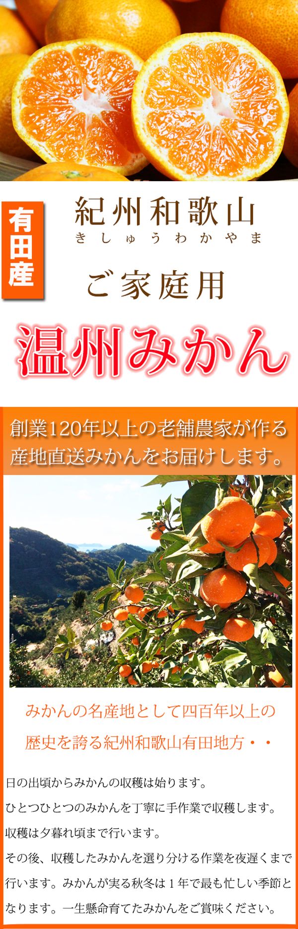 最新の激安 ご家庭用訳アリ 紀州有田産濃厚完熟温州みかん 5kg 和歌山県湯浅町 人気ブランドを Cherryblossomsushibar Com