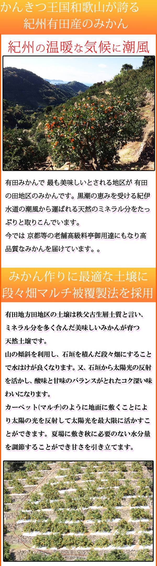 田村みかん 10kg 21年11月下旬 22年1月下旬頃に順次発送予定 和歌山県湯浅町 フルーツ 果物 ふるさと納税 ご家庭用訳あり みかん 濃厚な味わいに糖度と酸味のバランスが絶妙で 甘さとコクがつまっています 田村みかん 10kg 21年11月下旬 22年1月下旬頃に順次発送予定 和歌山県湯浅町 フルーツ 果物 ふるさと納税 ご家庭用訳あり みかん 濃厚な味わいに糖度と酸味のバランスが絶妙で 甘さとコクがつまっています