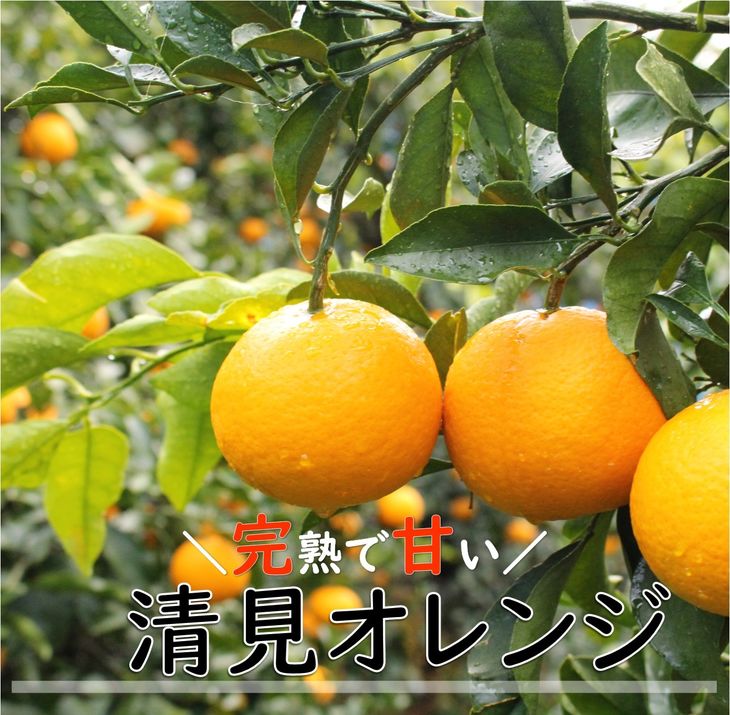 日本産 国産クエン酸 結晶 3ｋｇ 食品添加物規格 粉末 鹿児島県製造 02 NICHIGA ニチガ materialworldblog.com