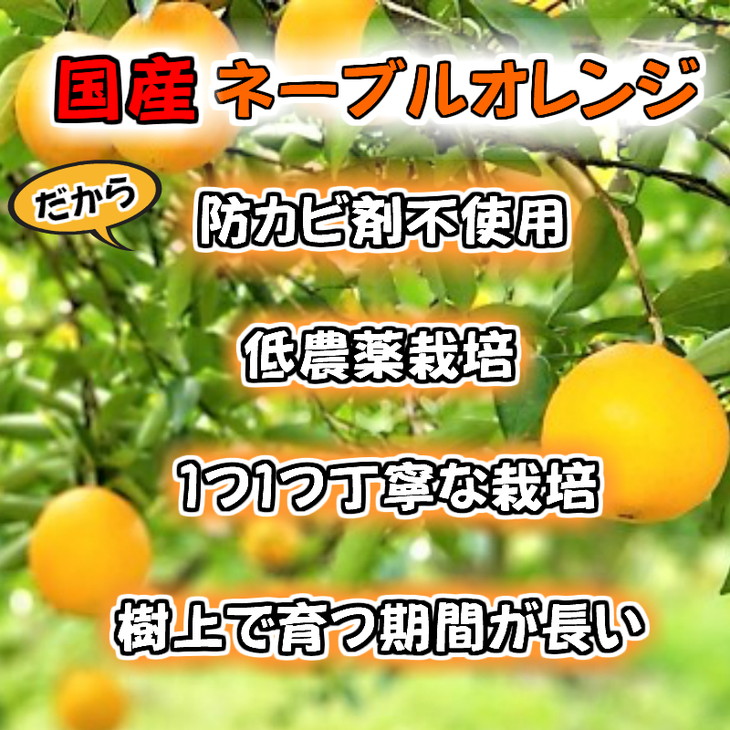 ふるさと納税 和歌山 有田 ネーブルオレンジ色 2l 殆ど6kg 秀値打ち 国産 湯浅部落 お折り屈み品 22年算1月桂中旬切掛 2月端末頃までに発送並べ方 Damienrice Com ふるさと納税 和歌山 有田 ネーブルオレンジ色 2l 殆ど6kg 秀値打ち 国産 湯浅部落 お折り屈み品 22年算1月桂中旬切掛 2月端末頃までに発送並べ方 Damienrice Com