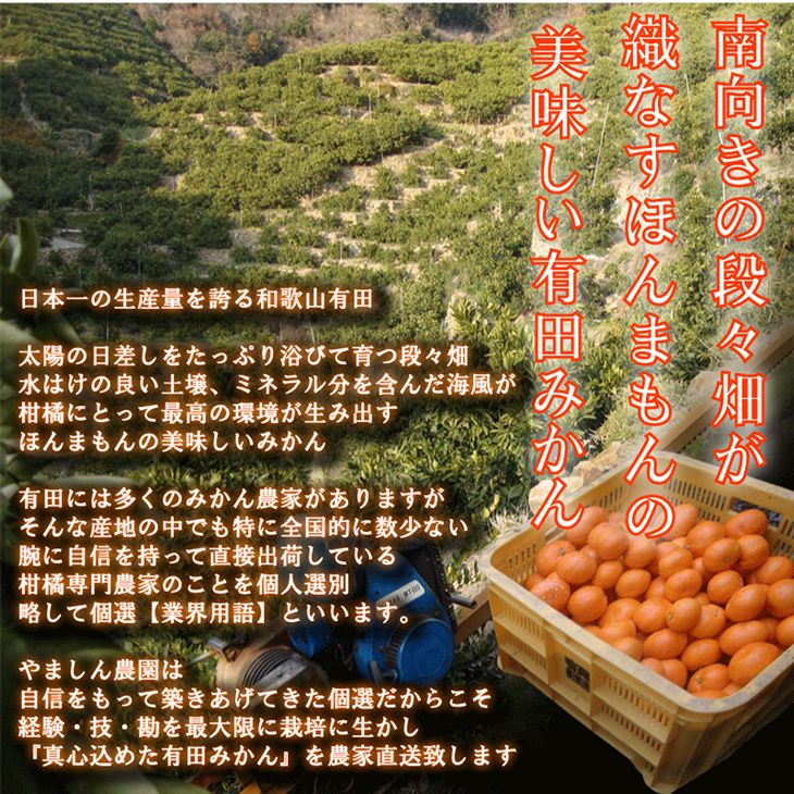 ふるさと納税 作人直送 こだわりの有田みかん 殆ど10kg 有機物柄下肥100 21高齢11月影探検 21年12月発送どちらか選りできます 沖縄及び離島は逓送不可 到達日にち同定不可 Digitalland Com Br
