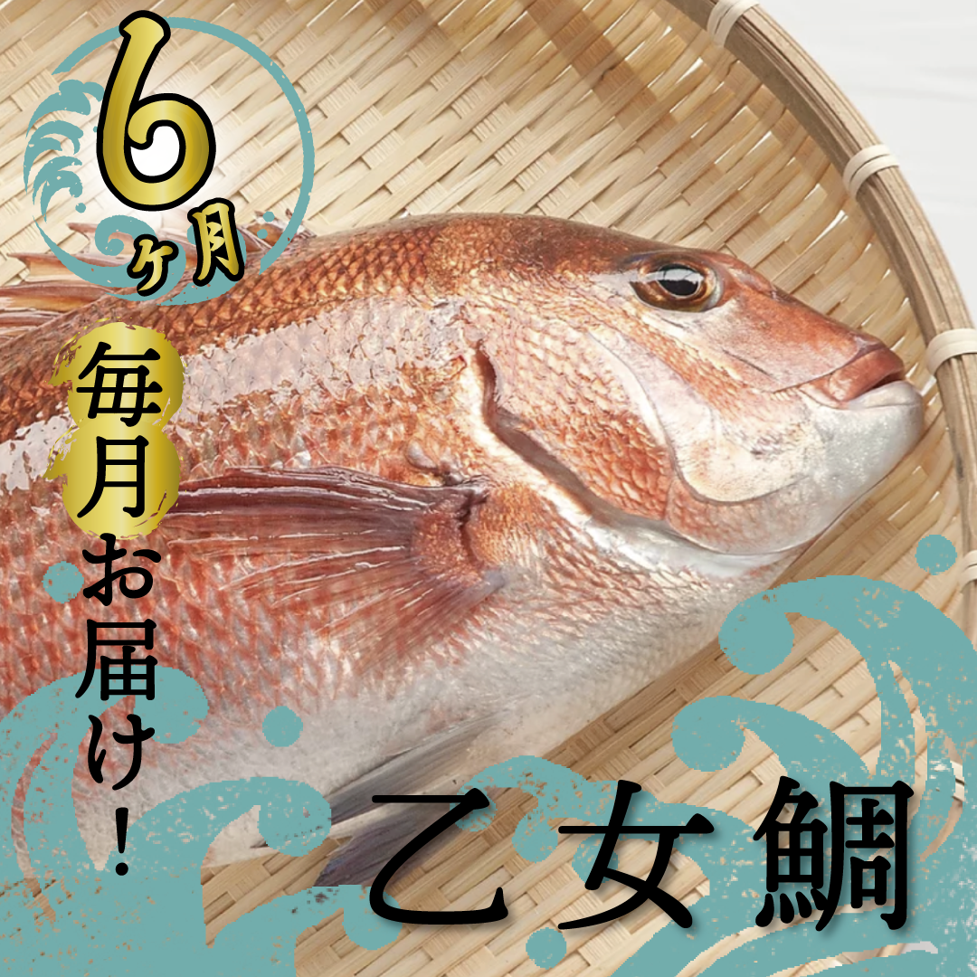 【ふるさと納税】 定期便 魚 6回 タイ 鯛 1匹分 刺身用半身 皮付き半身 頭付き ブランド 乙女鯛 鮮魚 刺身 鯛めし 高知県 須崎市人気 ランキング 食品 お楽しみ バラエティ おすすめ 6ヶ月  魚介類 魚 さかな