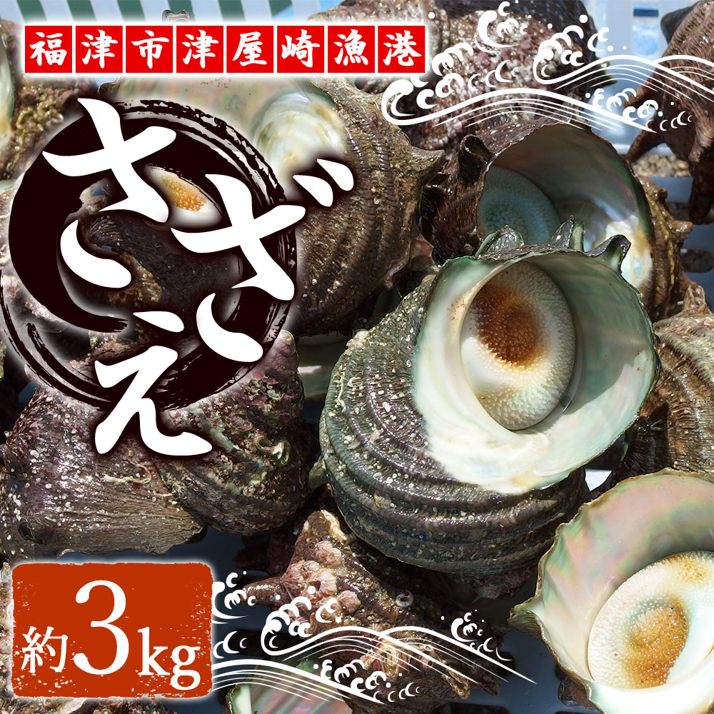 ふるさと納税 天然 活さざえ 約3kg 福津市津屋崎漁港 殻付き さざえ サザエ 貝 海鮮 魚介類 シーフード 国産 壺焼き 刺身 送料無料 21年7月中旬以降発送 C0038 septicin Com