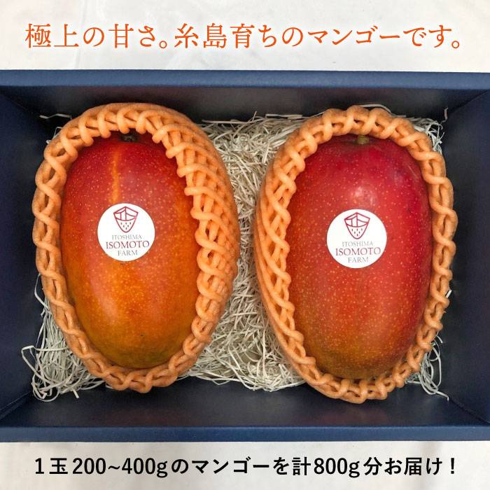 楽天市場 ふるさと納税 限定3箱 糸島マンゴー800g 糸島磯本農園 果物 ギフト 贈り物 季節限定 Atb018 福岡県糸島市