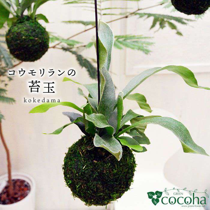 楽天市場 ふるさと納税 吊るしてオシャレ コウモリランの苔玉 糸島 Cocoha 観葉植物 緑 グリーン 暮らし Awb004 福岡県糸島市