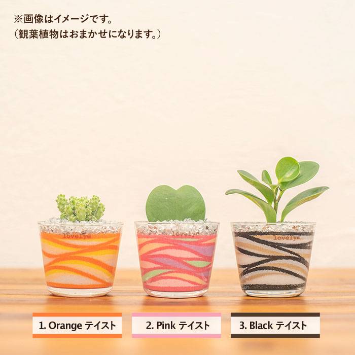 楽天市場 ふるさと納税 カラーサンド 観葉植物 Sサイズ ブルールーフ Blue Roof Lovelye 糸島市 部屋飾り 緑 インテリア 置物 Axf003 福岡県糸島市