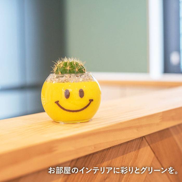 楽天市場 ふるさと納税 カラーサンド 観葉植物 Mini ニコちゃん ブルールーフ Blue Roof Lovelye 糸島市 部屋飾り 緑 インテリア 置物 Axf005 福岡県糸島市