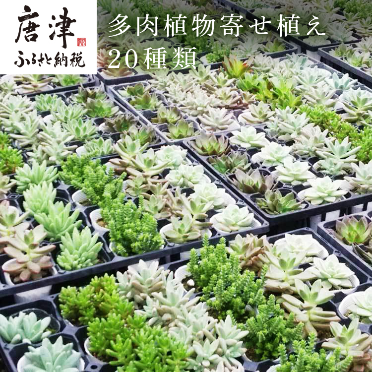 楽天市場 ふるさと納税 多肉植物寄せ植え種類おまかせセット 佐賀県唐津市