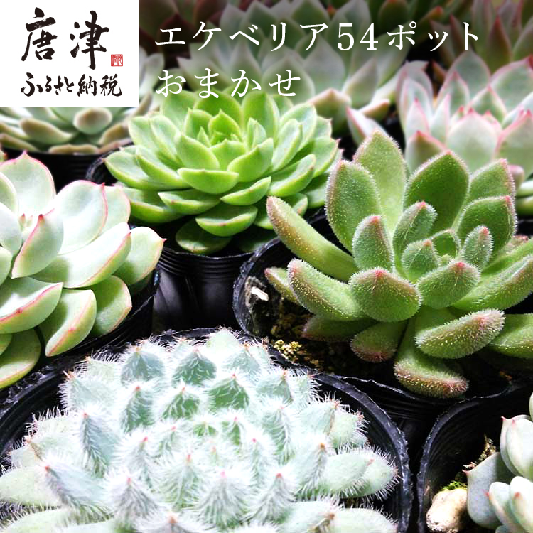 ふるさと納税 観葉植物54種類の多肉植物エケベリアをお届けいたします 多肉植物エケベリア54ポットおまかせセット 佐賀県唐津市