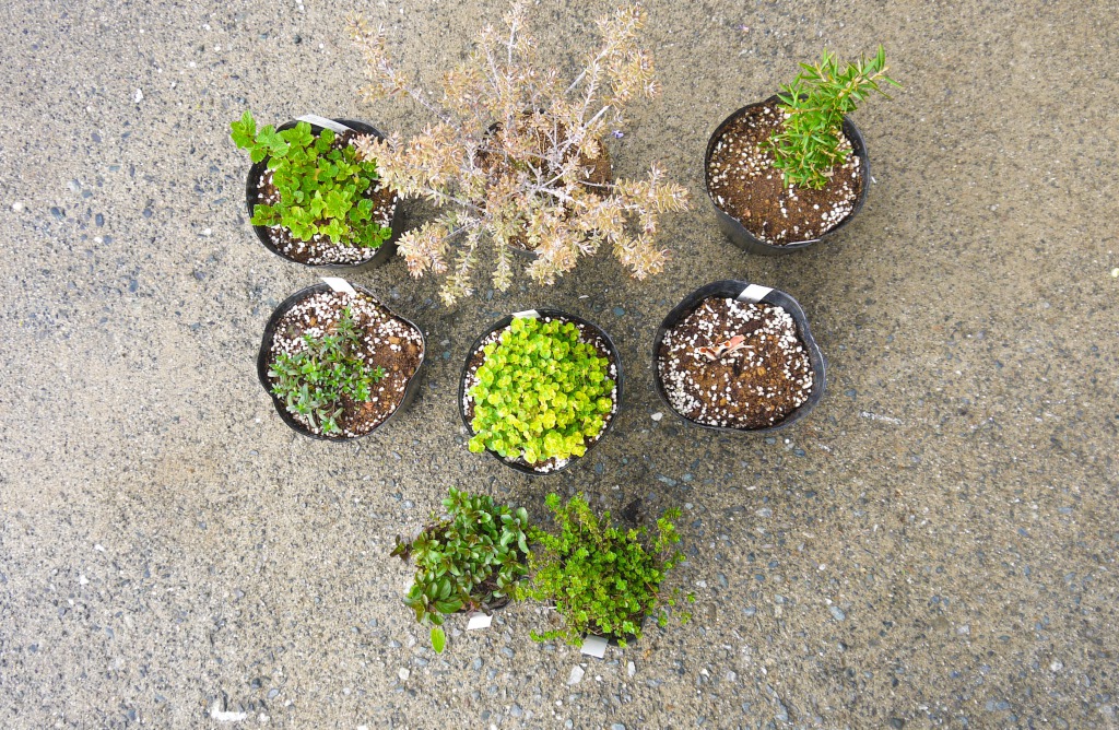ふるさと納税 ハーブbセット8種 苗 植物 アレンジ 春 夏 花壇 プランター 家庭菜園 観葉植物 お料理 芳香 観賞 厳選 おまかせ 数量限定 Bs030 Napierprison Com ふるさと納税 ハーブbセット8種 苗 植物 アレンジ 春 夏 花壇 プランター 家庭菜園 観葉植物 お料理 芳香 観賞 厳選 おまかせ 数量限定 Bs030 Napierprison Com