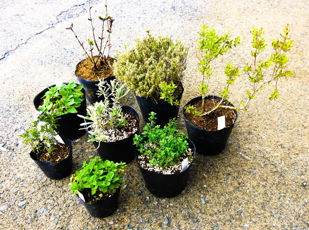 ふるさと納税 ハーブcセット8種 苗 植物 アレンジ 春 夏 花壇 プランター 家庭菜園 観葉植物 お料理 芳香 観賞 厳選 おまかせ 数量限定 Bs031 Solga Sowa Pl ふるさと納税 ハーブcセット8種 苗 植物 アレンジ 春 夏 花壇 プランター 家庭菜園 観葉植物 お料理 芳香 観賞 厳選 おまかせ 数量限定 Bs031 Solga Sowa Pl