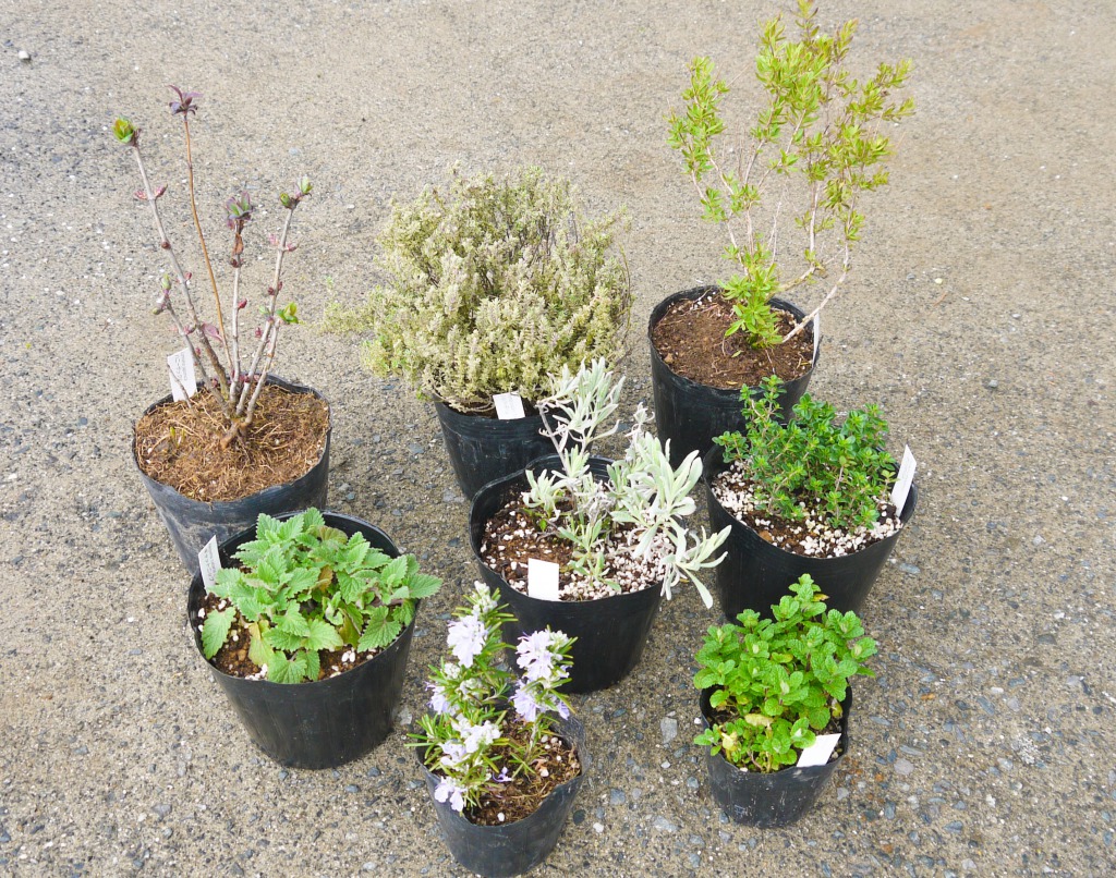 ふるさと納税 ハーブcセット8種 苗 植物 アレンジ 春 夏 花壇 プランター 家庭菜園 観葉植物 お料理 芳香 観賞 厳選 おまかせ 数量限定 Bs031 Solga Sowa Pl ふるさと納税 ハーブcセット8種 苗 植物 アレンジ 春 夏 花壇 プランター 家庭菜園 観葉植物 お料理 芳香 観賞 厳選 おまかせ 数量限定 Bs031 Solga Sowa Pl