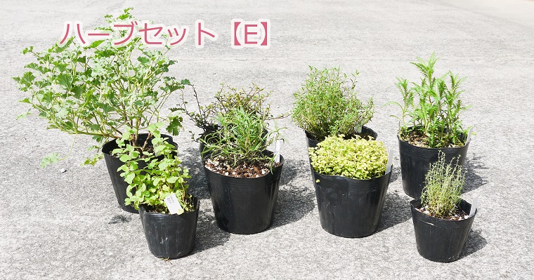 ふるさと納税 ハーブセットe 花 苗 植物 家庭菜園 花壇 プランター ガーデニング Bs038 Novix Com