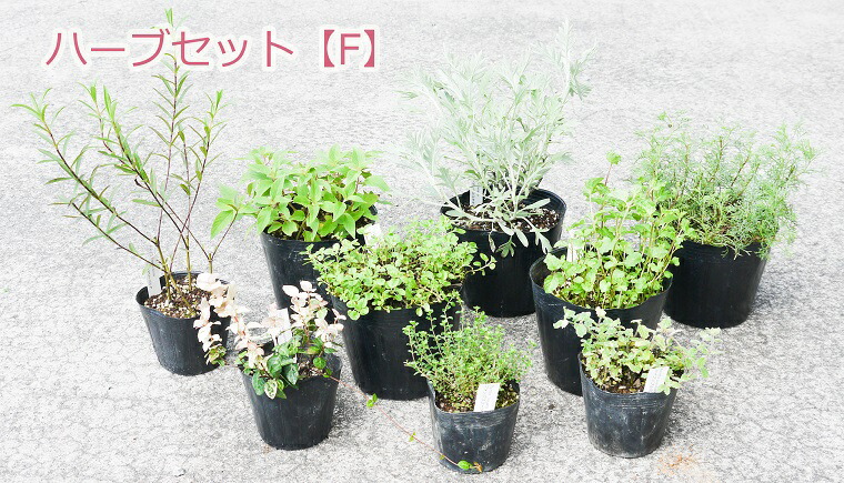 楽天市場 ふるさと納税 ハーブセットf 花 苗 植物 家庭菜園 花壇 プランター ガーデニング Bs039 佐賀県みやき町