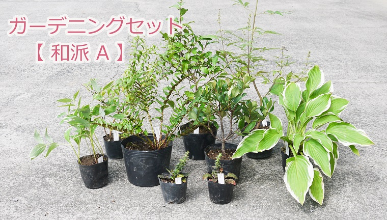 ふるさと納税 ガーデニングセット 和派a 花 苗 植物 家庭菜園 花壇 プランター ガーデニング Bs041 Novix Com