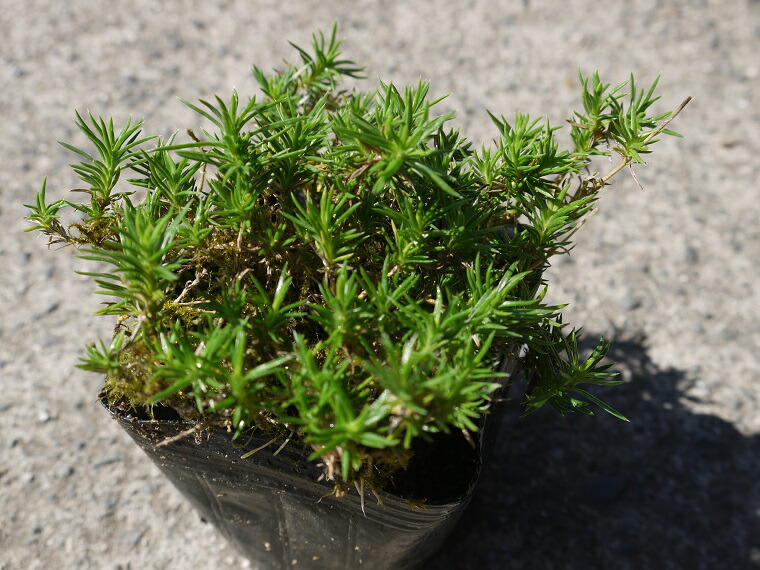 ふるさと納税 シバザクラ エメラルドクッションブルー10個 開花期 苗 草木 一門野菜畑 花屋敷 プランター ガーデニング Bs055 Musiciantuts Com