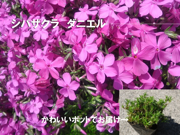 ふるさと納税 シバザクラ ダニエル10個 花盛り 苗 草木 家門菜園 花壇 プランター ガーデニング Bs051 Musiciantuts Com