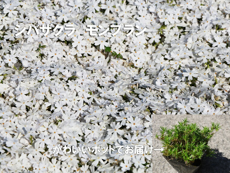 ふるさと納税 シバザクラ モンブラン10個 花 苗 植物 家庭菜園 花壇 プランター ガーデニング Bs052 Fitzfishponds Com