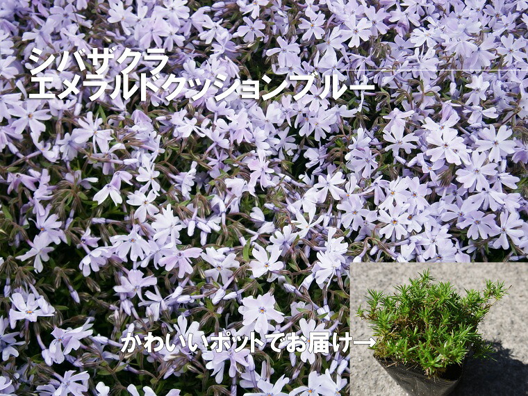 ふるさと納税 シバザクラ エメラルドクッションブルー個 花 苗 植物 家庭菜園 花壇 プランター ガーデニング Bs061 Fitzfishponds Com