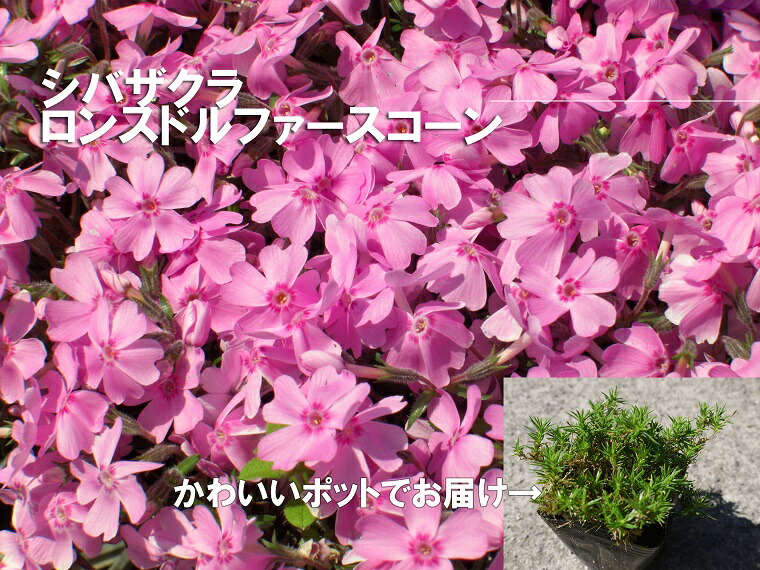 ふるさと納税 シバザクラ ロンスドルファースコーン個 花 苗 植物 家庭菜園 花壇 プランター ガーデニング Bs062 Fitzfishponds Com