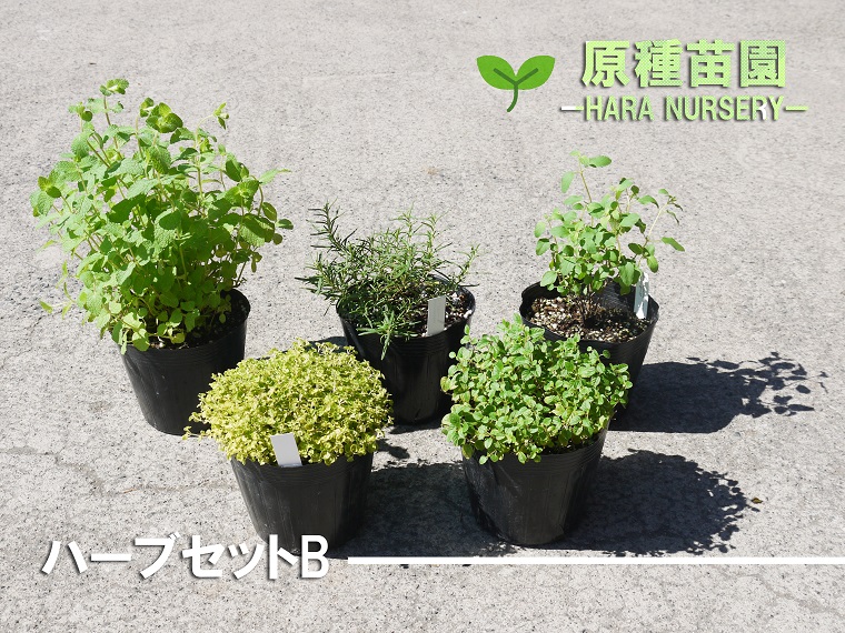 ふるさと納税 ハーブセットb 花 苗 植物 家庭菜園 花壇 プランター ガーデニング Bs066 Fitzfishponds Com