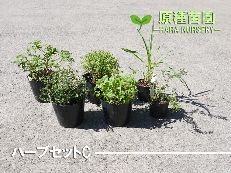 ふるさと納税 ハーブセットc 花 苗 植物 家庭菜園 花壇 プランター ガーデニング Bs067 Fitzfishponds Com