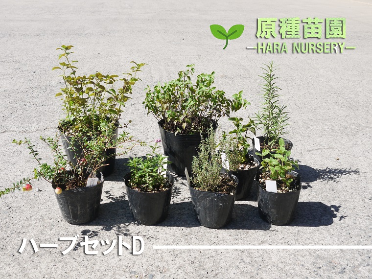 楽天市場 ふるさと納税 ハーブセットd 花 苗 植物 家庭菜園 花壇 プランター ガーデニング Bs068 佐賀県みやき町