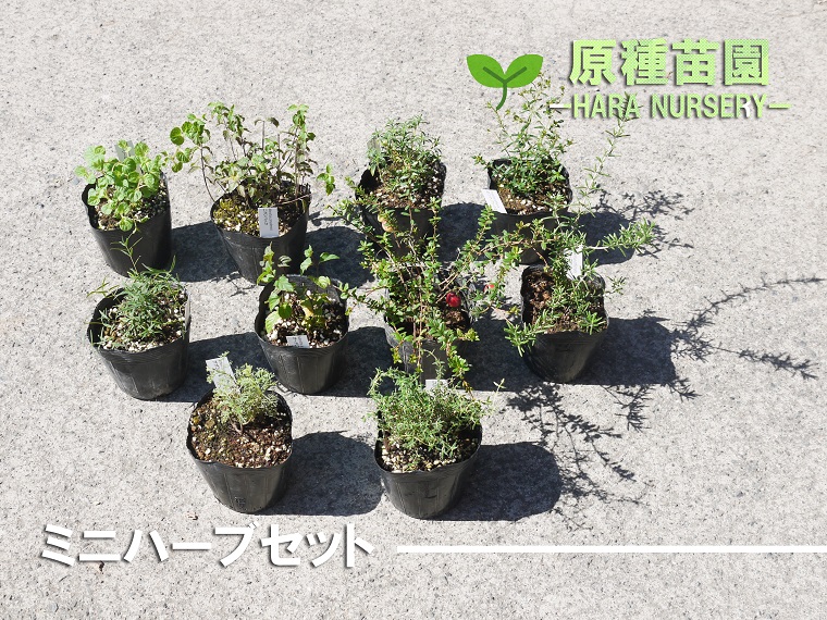 ふるさと納税 ミニハーブセット 花 苗 植物 家庭菜園 花壇 プランター ガーデニング Bs069 Fitzfishponds Com