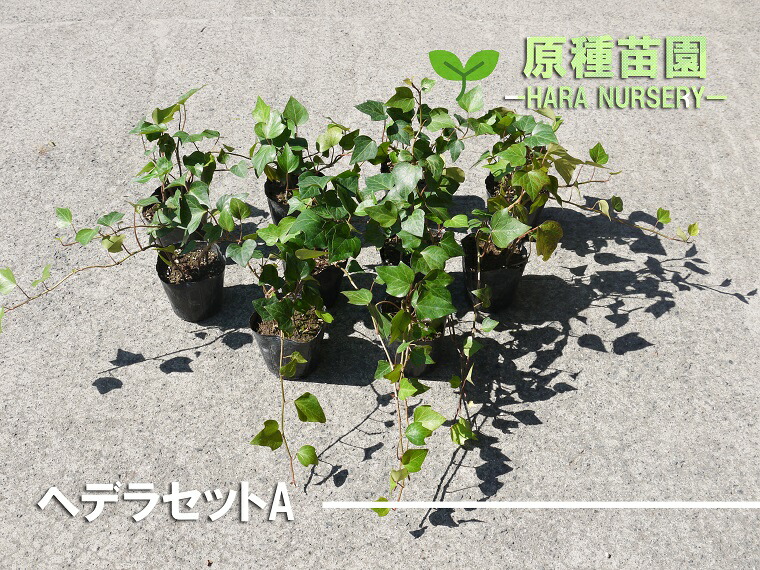 ふるさと納税 ヘデラセットa 花 苗 植物 家庭菜園 花壇 プランター ガーデニング Bs070 Fitzfishponds Com