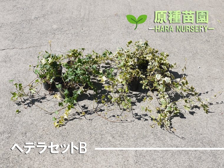 ふるさと納税 ヘデラセット 花 苗 植物 家庭菜園 花壇 プランター ガーデニング Bs071 Fitzfishponds Com