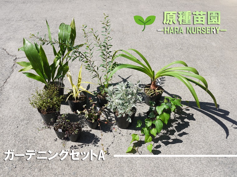 ふるさと納税 ガーデニングセットa 花 苗 植物 家庭菜園 花壇 プランター ガーデニング Bs074 Fitzfishponds Com