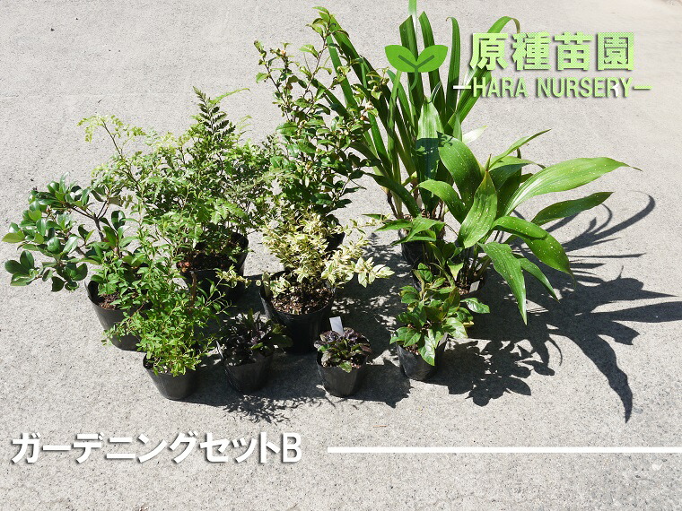 ふるさと納税 ガーデニングセットb 花 苗 植物 家庭菜園 花壇 プランター ガーデニング Bs075 Fitzfishponds Com