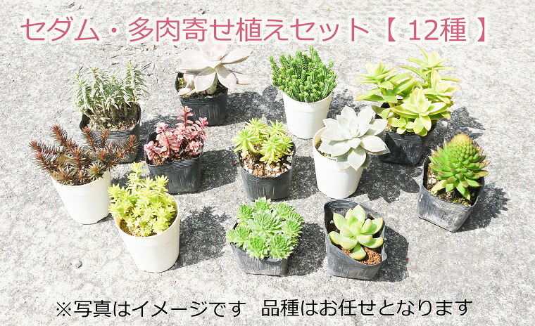 楽天市場 ふるさと納税 セダム 多肉寄せ植えセット 花 苗 植物 家庭菜園 花壇 プランター ガーデニング Bs077 佐賀県みやき町