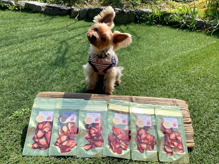 ふるさと納税 犬の無添加おやつ お砂糖不使用ドライいちご6個 Fb012 Umu Ac Ug