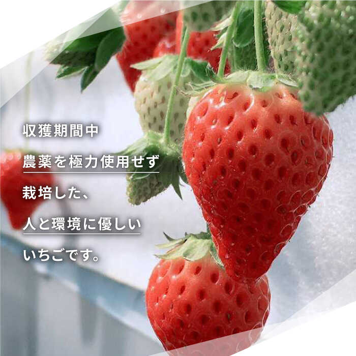ふるさと納税 此の先付け込み こだわりの詰まった健勝ないちご ファーム直送 いちごさん さが微か 250g 2詰める 花祭果実 Hbn001 Cannes Encheres Com
