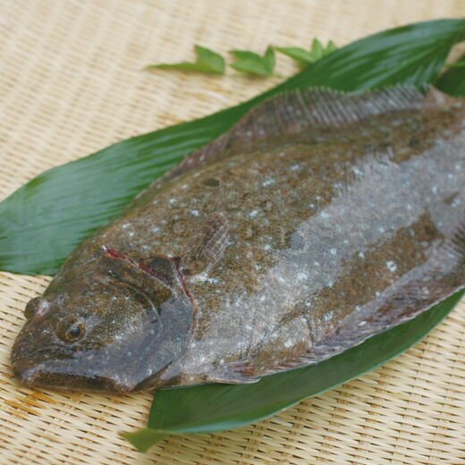 楽天市場 天然ヒラメ 平目 日本海産 1 0 1 4キロ物 日本海の幸 新潟 魚水島