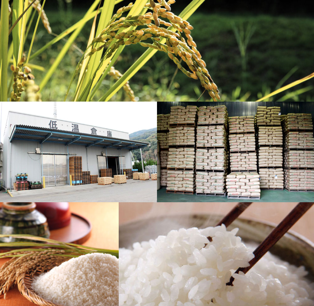 保証書付 楽天市場 ふるさと納税 令和2年産米 熊本県産 くまさんの輝き 合計6kg 2kg 3袋 お米 白米 米 精米 国産 熊本県産 九州 送料無料 熊本県八代市 年最新海外 Www Lexusoman Com