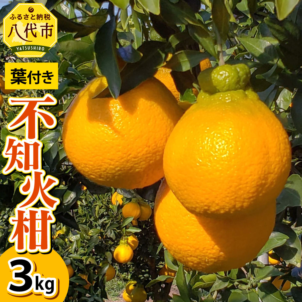 ふるさと納税 葉付き 不知火柑 3kg 熊本県産 不知火 しらぬい 柑橘 みかん 蜜柑 フルーツ 果物 くだもの 旬 国産 九州 送料無料 21年12月上旬より順次発送 予約 Lojascarrossel Com Br