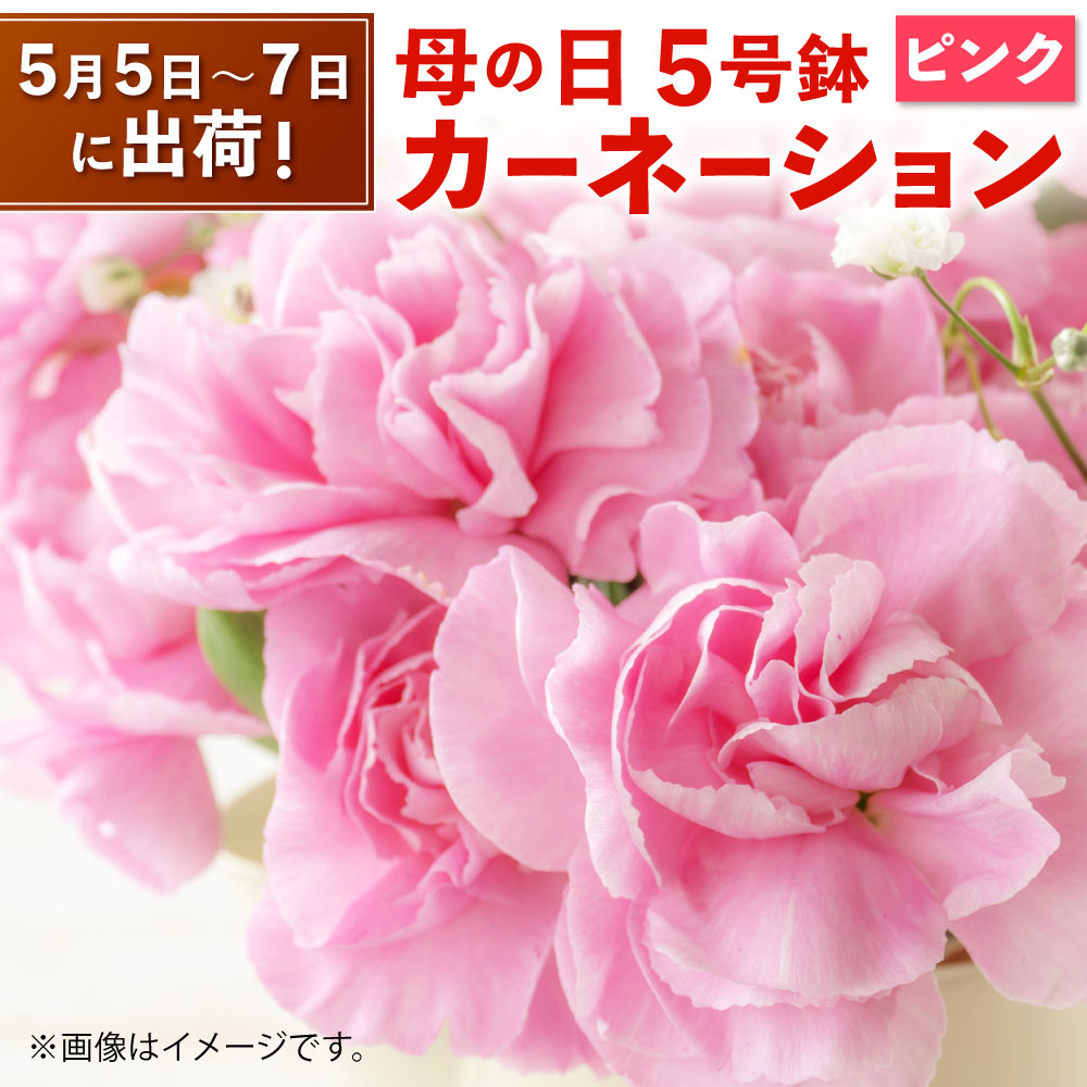 ふるさと納税 5月5日 7日に出荷 母の日 カーネーション ピンク 5号 鉢植え ブリキカゴ付き 5寸 ポット カーネーション お花 フラワー 3 5部咲き ギフト プレゼント 贈り物 記念日 国産 熊本県 九州 送料無料 毎年5月の第2日曜日は母の日 母の日の贈り物に人気の