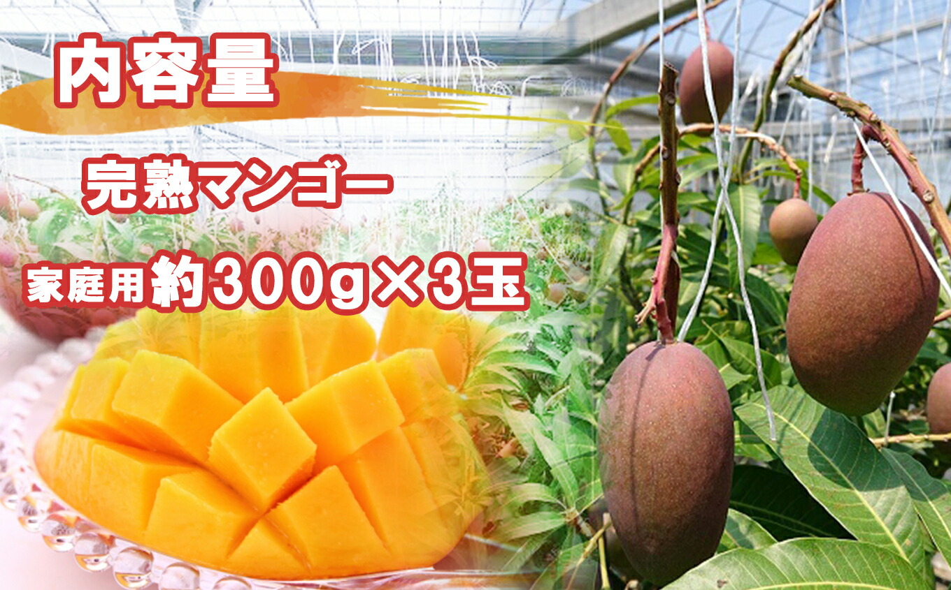 楽天市場 ふるさと納税 フルーツ マンゴー 完熟マンゴー 訳あり 3玉 900g 約300g 3玉 果物 九州 熊本 玉名 旬 夏 送料無料 熊本県玉名市