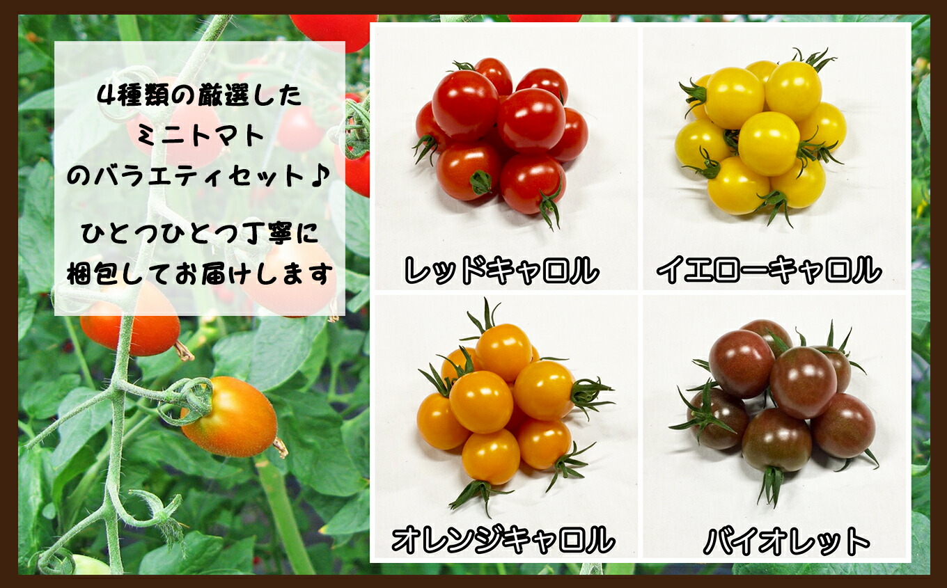 正規取扱店 トマト ミニトマト 3キロ 3kg カラートマト 丸型 レッドキャロル イエローキャロル オレンジキャロル バイオレット サラダ 野菜 産地直送 生産者直送 熊本 玉名 送料無料 Online Estudiaviajando Com Mx