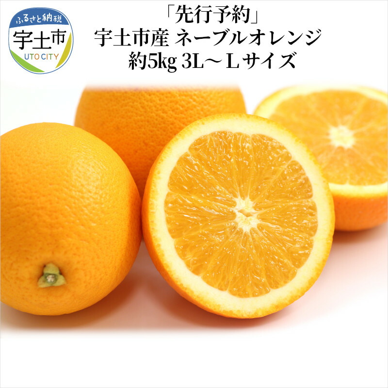 約5kg 果汁たっぷり高糖度 宇土市産ネーブルオレンジ オレンジ 先行予約 宇土市産 ネーブルオレンジ 3l ｌサイズ ネーブルオレンジ 熊本県宇土市 ふるさと納税 フルーツ 果物 熊本県宇土市