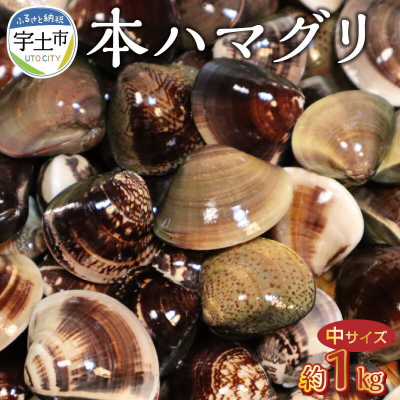 Kkn水産 天然 有明海産の本ハマグリ 中サイズ 約1kg 爆売り