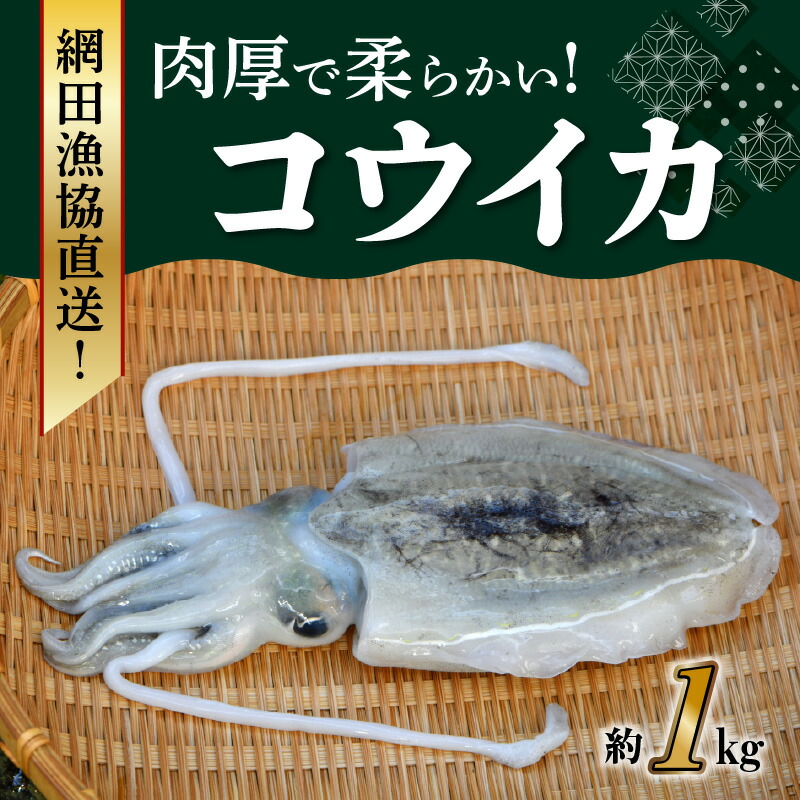 激安単価で 網田漁協直送 肉厚で コウイカ約1kg 熊本県宇土市 現金特価 Volfgr Com