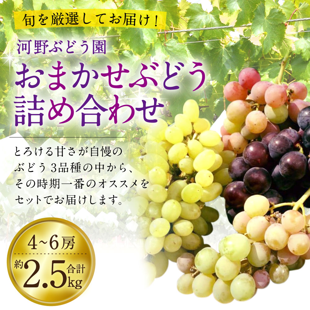 楽天市場 ふるさと納税 おまかせぶどう詰合せ 約2 5kg 巨峰 紅瑞宝 竜宝の中から4 6房 河野ぶどう園 葡萄 ぶどう ブドウ フルーツ 果物 巨峰 きょほう 詰め合わせ 産地直送 ロゼ 送料無料 熊本県宇城市