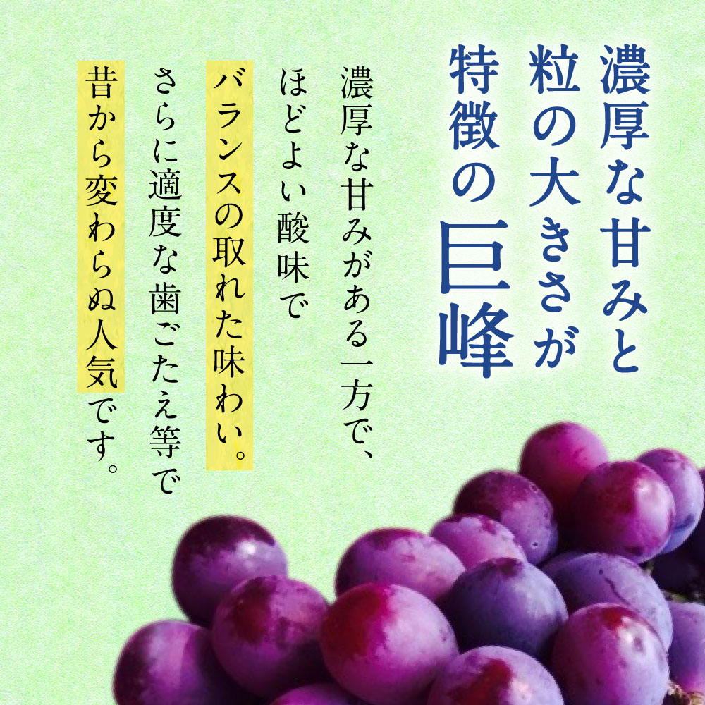 ふるさと納税 8月上旬 順次発送予定 巨峰 2 4房 合計約1 2kg 河野ぶどう園 葡萄 ぶどう ブドウ 巨峰 きょほう フルーツ 果物 産地直送 送料無料 Rvcconst Com
